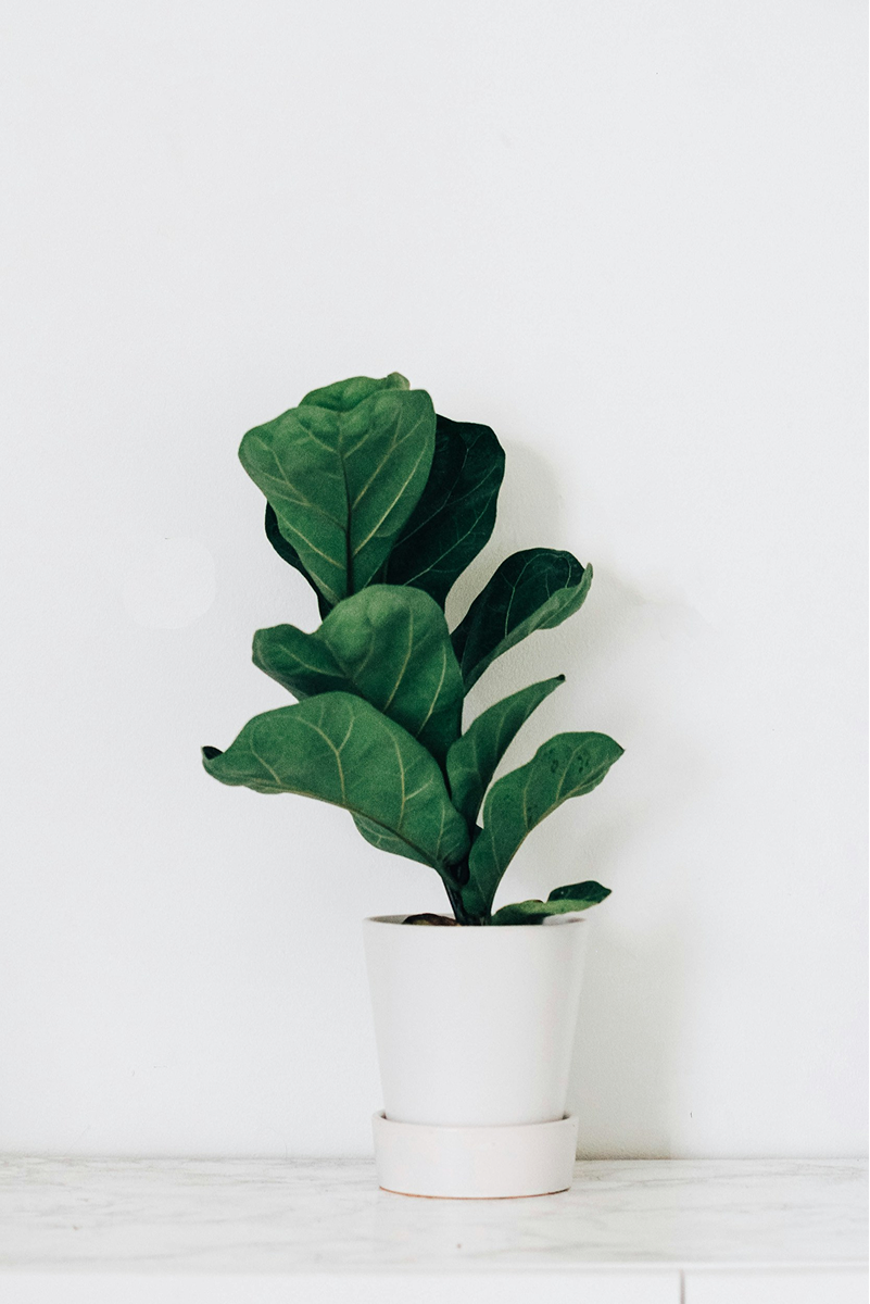 Fiddle-leaf fig in a white pot